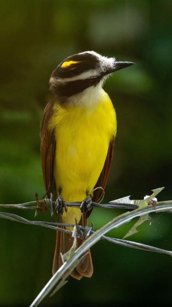 Faut-il obtenir une AVE pour voyager au Canada ?